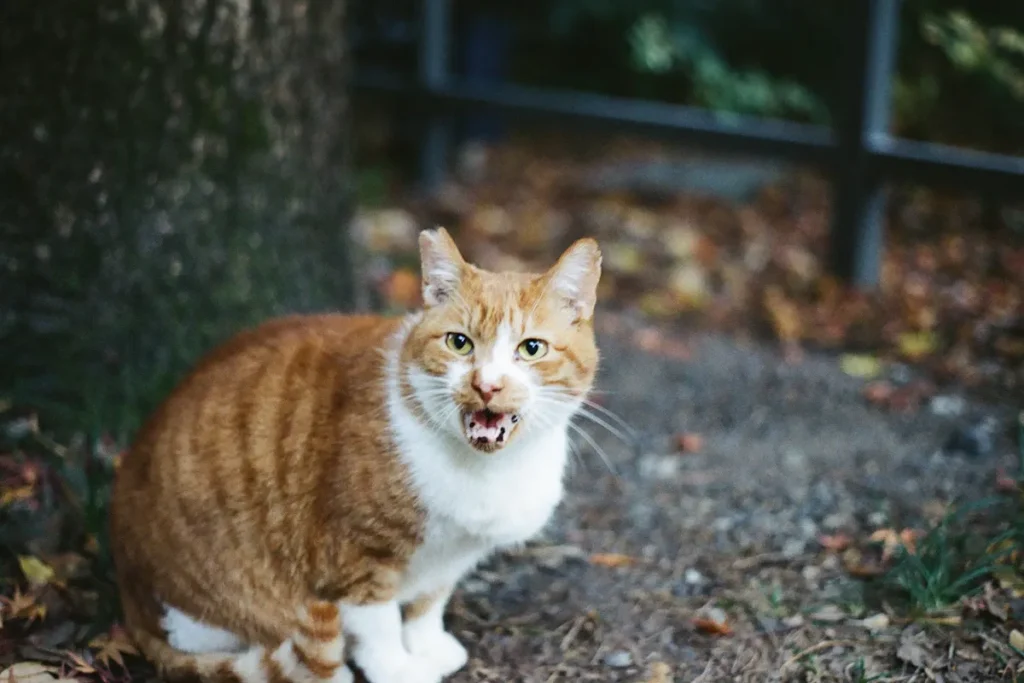 Kodėl katės miaukiaž? - unsplash.com