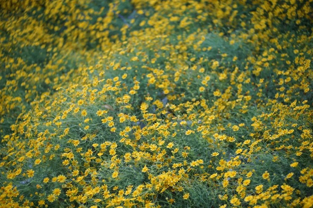 Kokios gėlės pavasarį yra nuodingos Lietuvoje? - unsplash.com